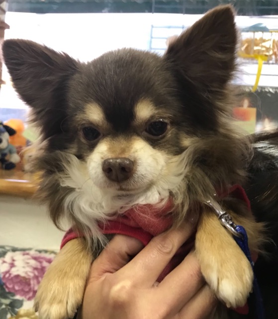 卒業犬🐶たちがいっぱい来てくれました😄